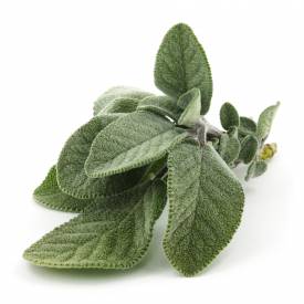 Sage dalmatian essential oil